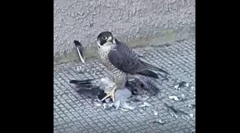 Bari, falco pellegrino atterra in via Giulio Petroni e si divora un colombo: il video